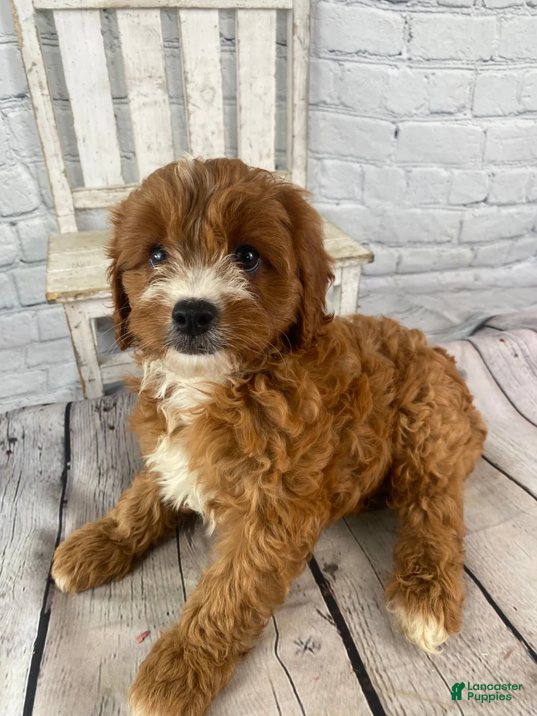 Cavapoo dogs for sale: Chloe - Ad 13