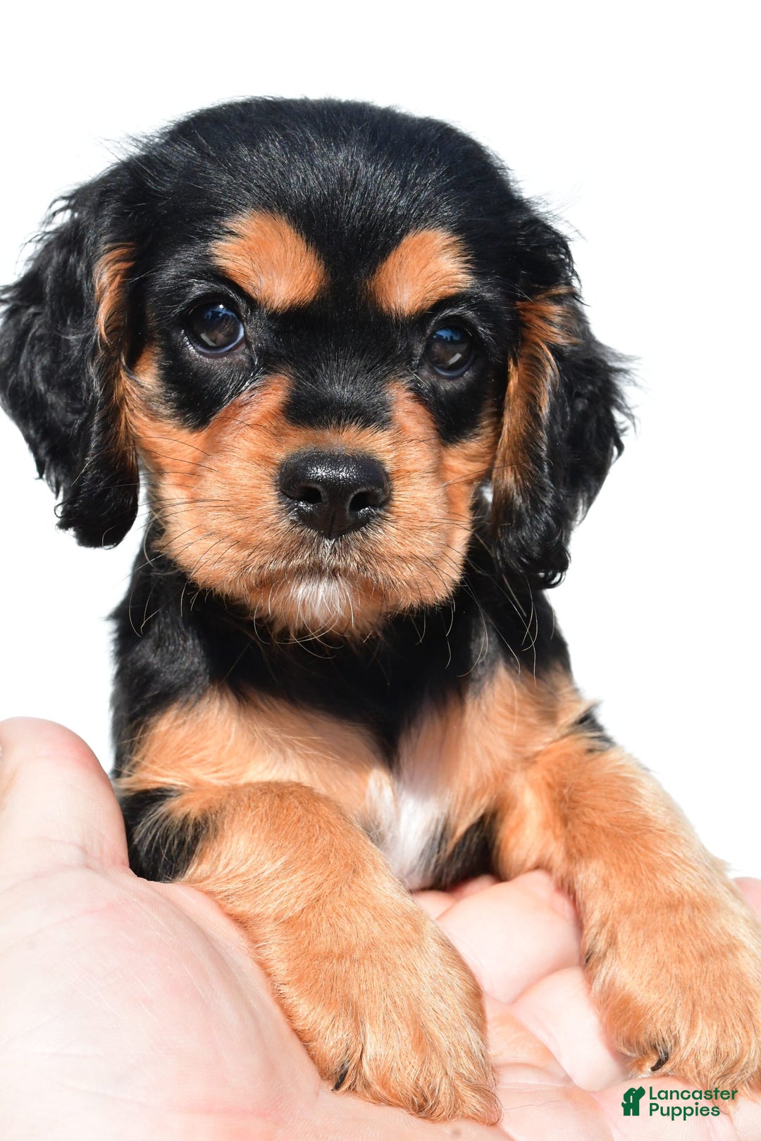 Cockalier dogs for sale: Vail - Ad 3