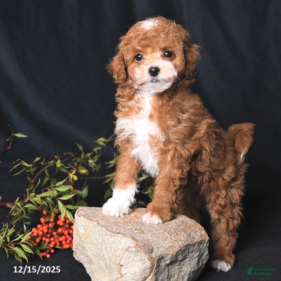 Toy Poodle dogs Cuddles - Ad 24