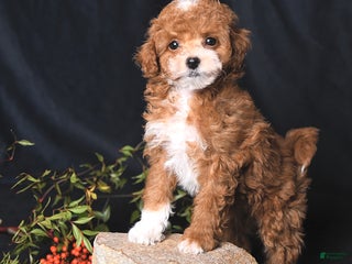 Toy Poodle dogs Cuddles - Ad 11