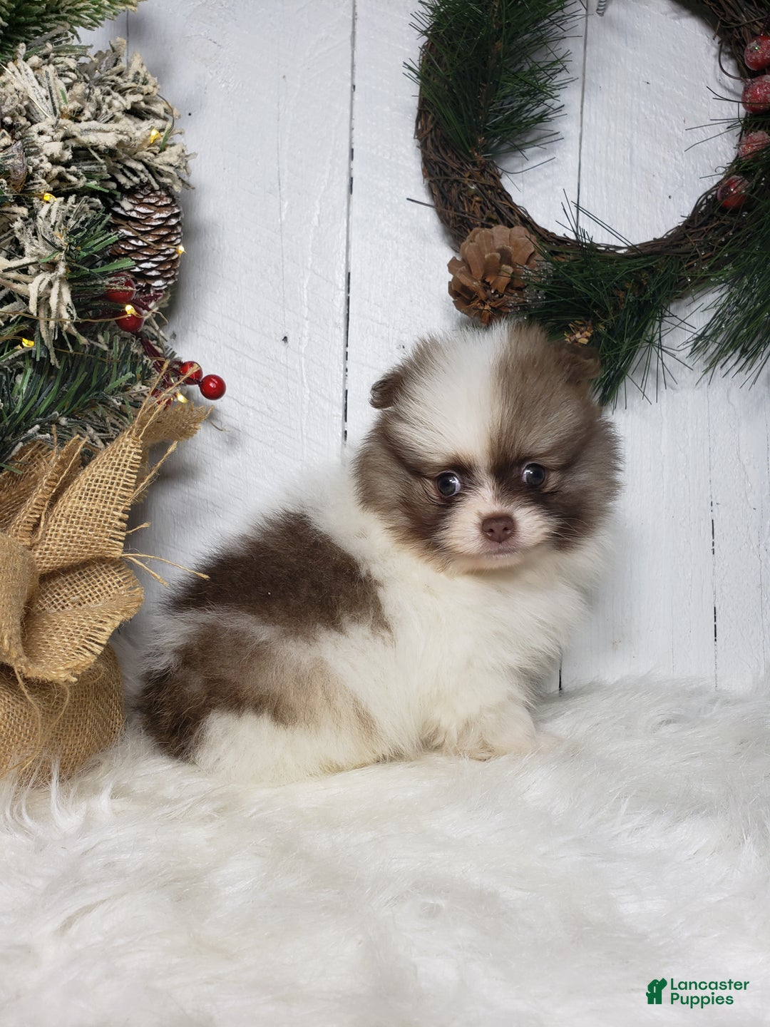 Pomeranian dogs for sale: Ace  - Ad 4