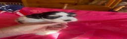 Miniature Schnauzer dogs for sale: Sophie (ri-coloured parti, double blue eyes) - Ad 1