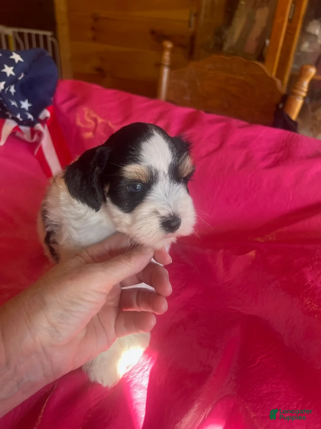 Miniature Schnauzer dogs for sale: Sophie (ri-coloured parti, double blue eyes) - Ad 1