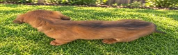 Miniature Dachshund dogs for sale: Barbie - Ad 6