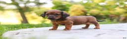 Mixed Breed dogs for sale: Marley - Ad 3