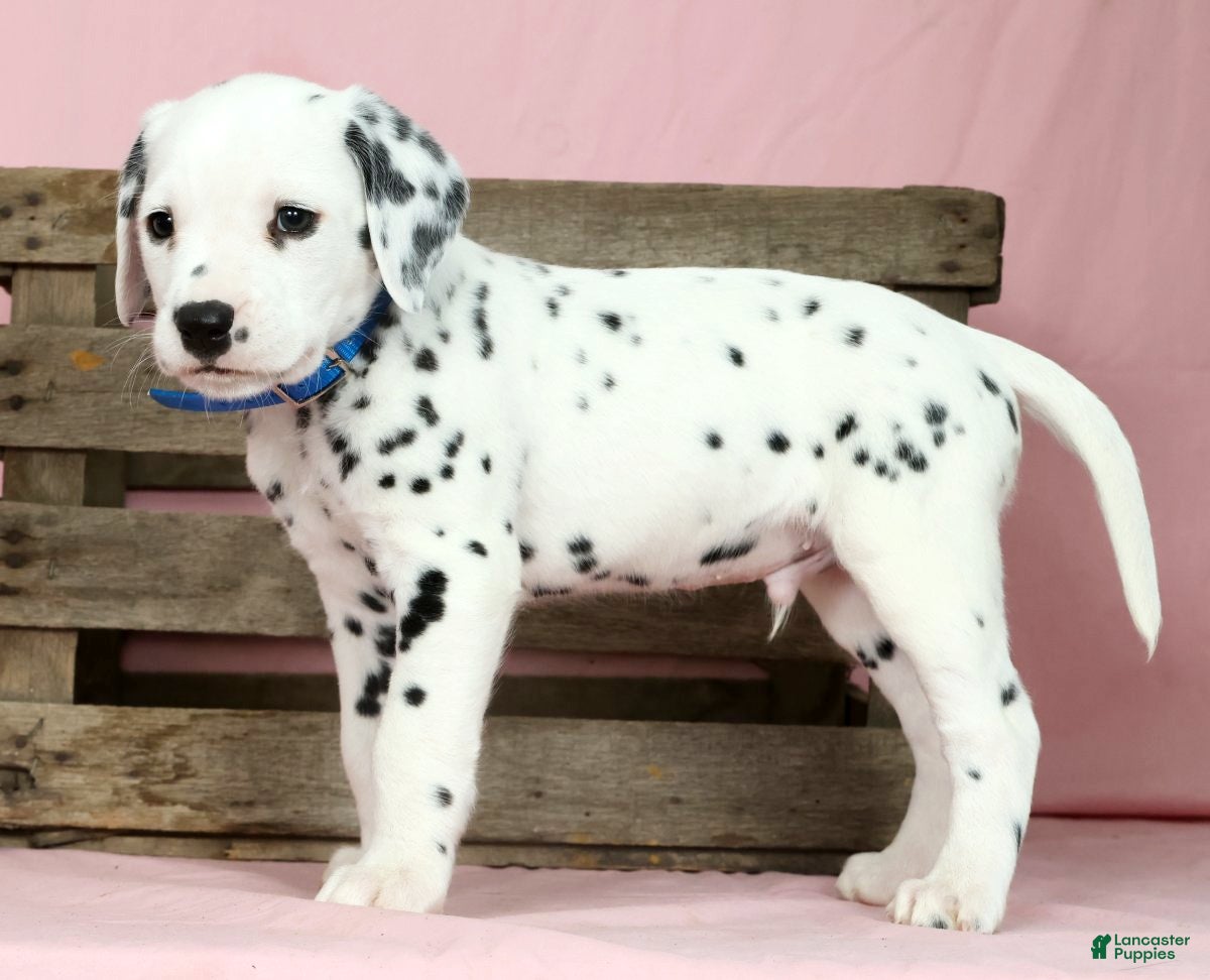 Dalmatian dogs Brandon - Ad 1