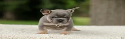 French Bulldog dogs for sale: Dallas - Ad 11