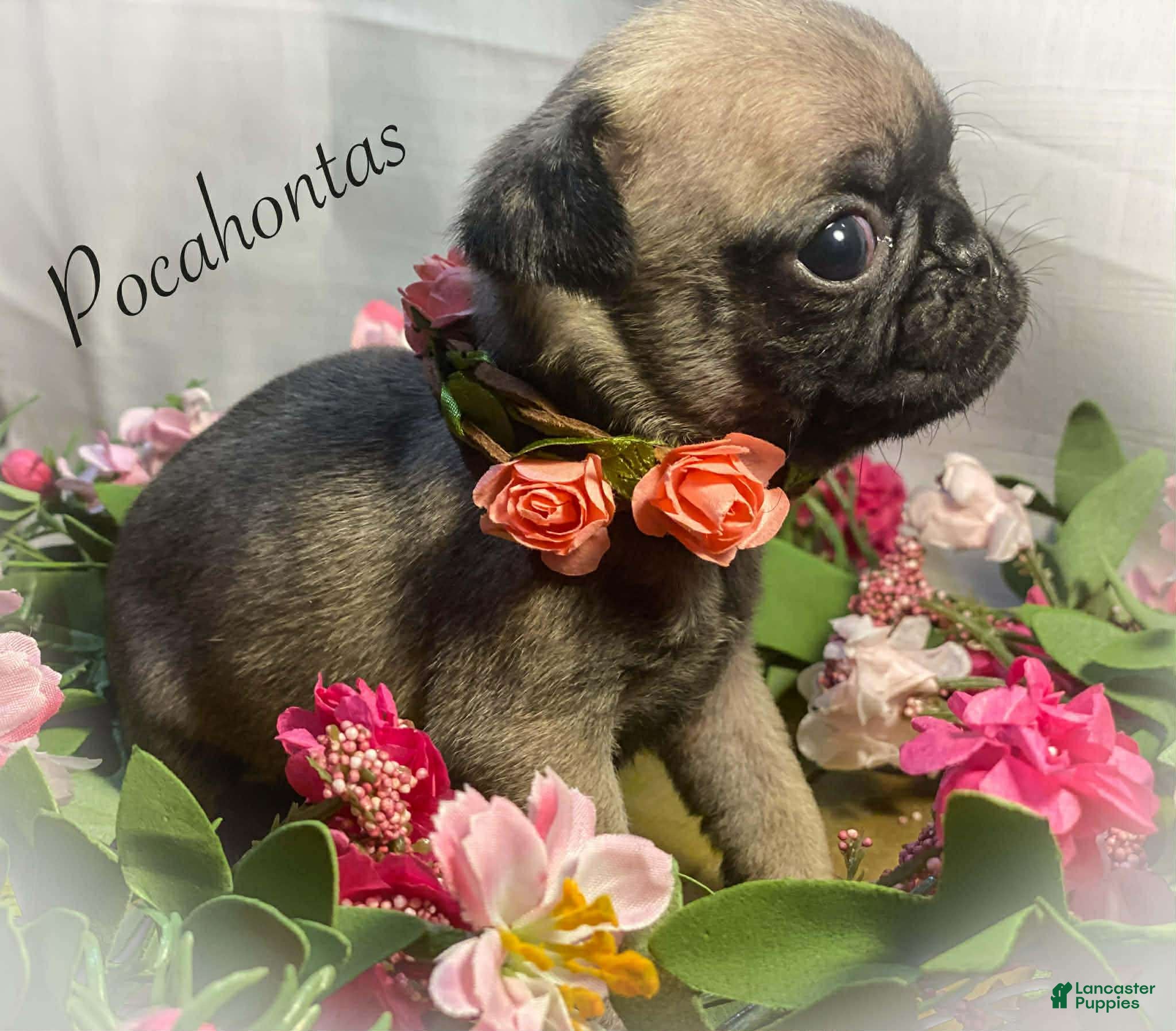 Pug dogs Pocahontas - Ad 9