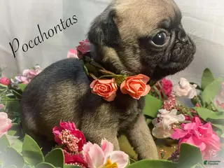 Pug dogs Pocahontas - Ad 9