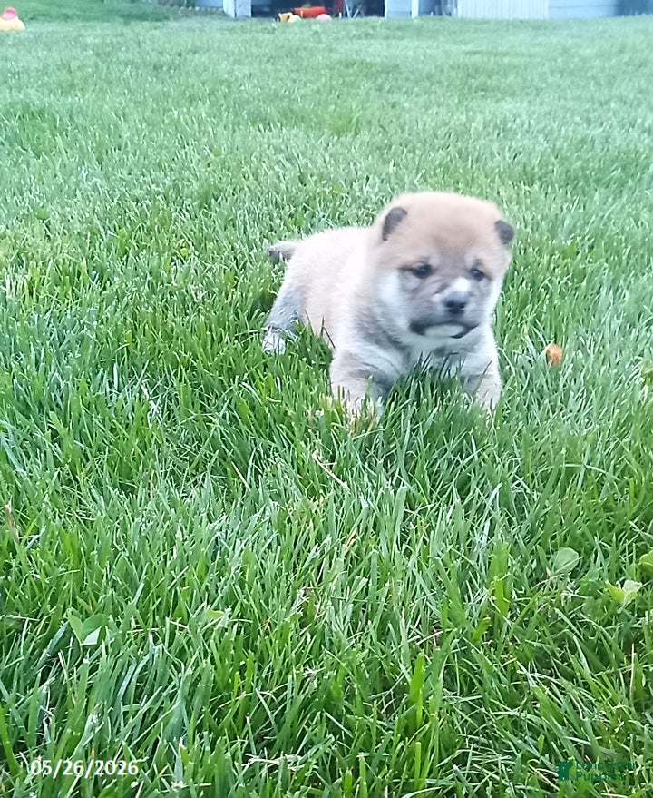 Shiba Inu dogs Ringles - Ad 1