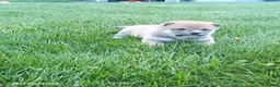 Shiba Inu dogs for sale: Ringles - Ad 1