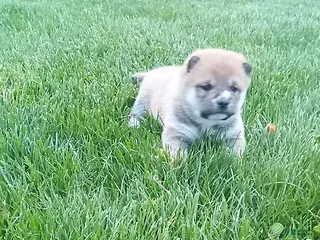 Shiba Inu dogs for sale: Ringles - Ad 2
