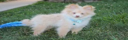 Pomeranian dogs for sale: Teddy  - Ad 8
