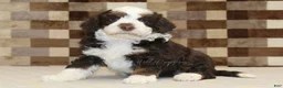 Mini Bernedoodle dogs for sale: Henry - Ad 1