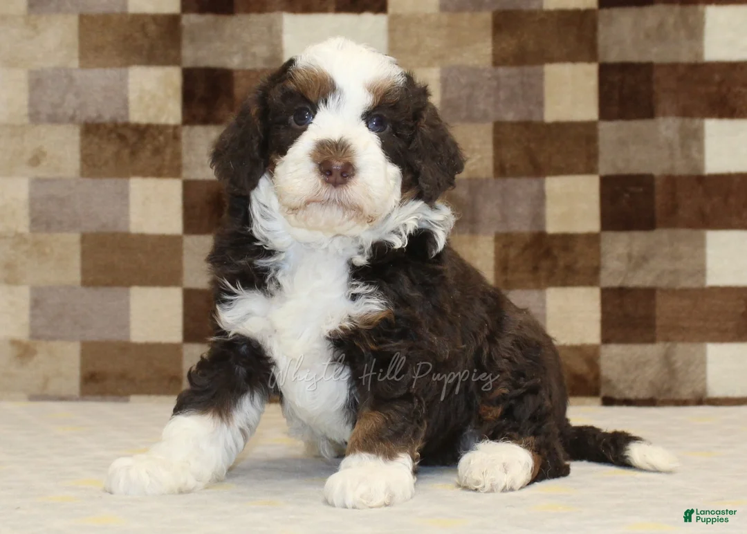 Mini Bernedoodle dogs for sale: Henry - Ad 1