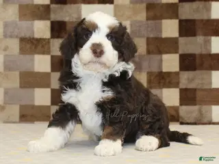 Mini Bernedoodle dogs Henry - Ad 41