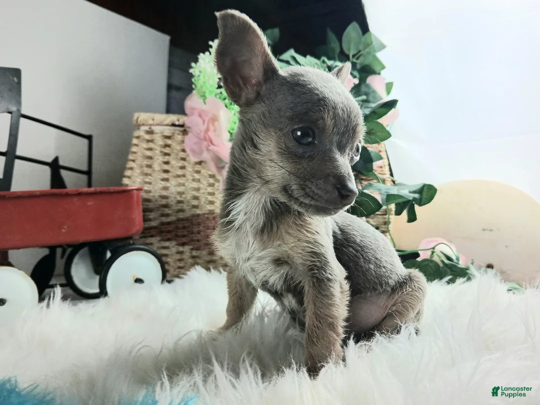 Chihuahua dogs for sale: Lilac and tan male,  Nationwide delivery  - Ad 2