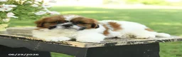 Shih Tzu dogs for sale: Smores - Ad 5