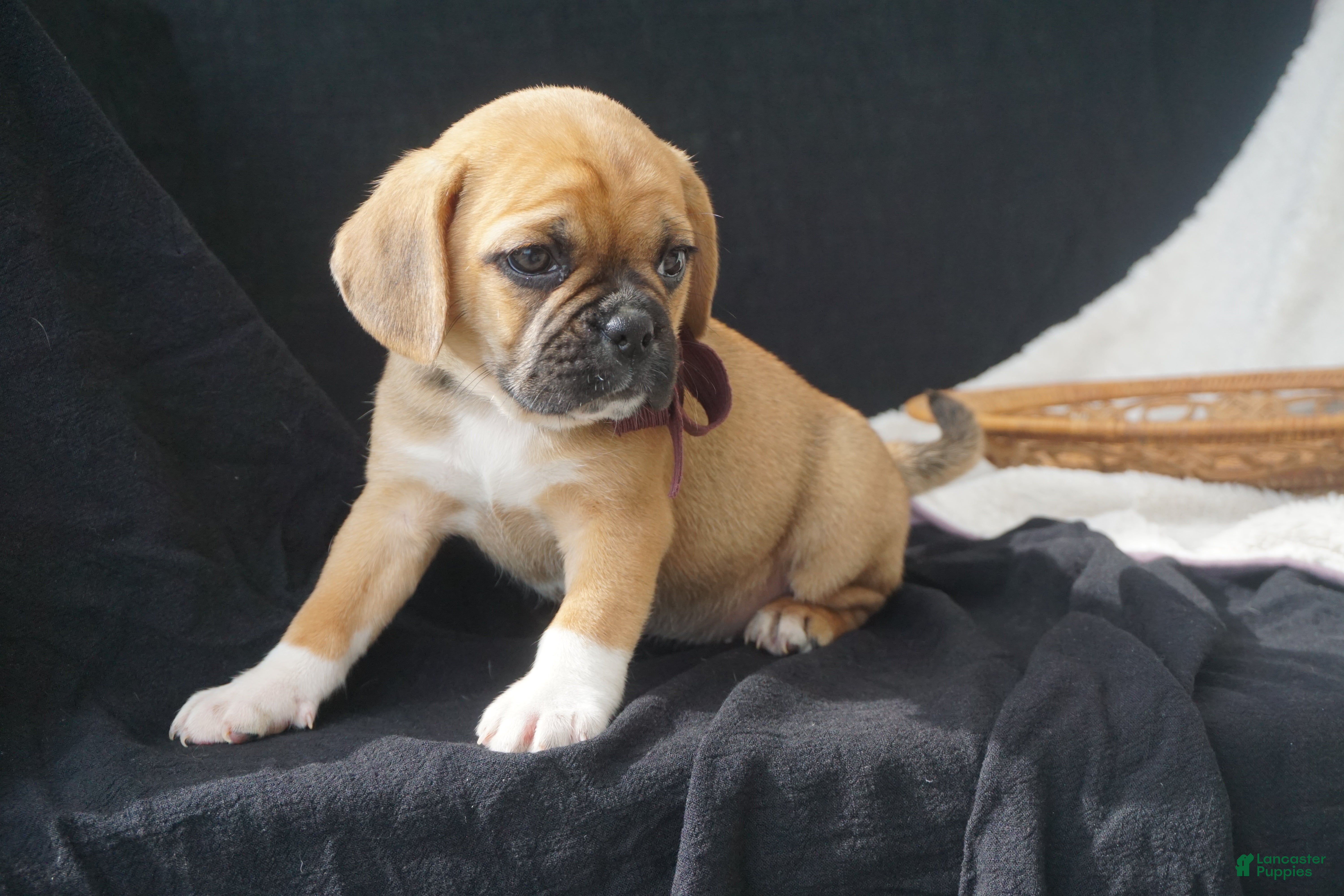 Puggle dogs Zara - Ad 2