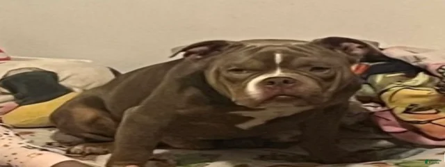 Judah 