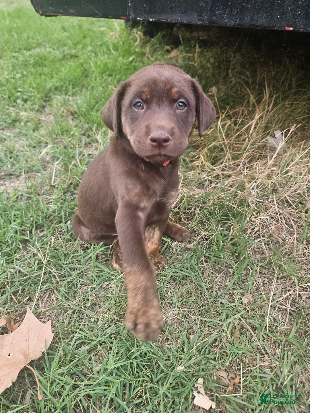Labrador Retriever dogs for sale: Labrador Retriever Puppy 4 - Ad 1