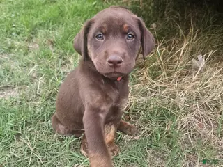 Labrador Retriever dogs for sale: Labrador Retriever Puppy 4 - Ad 4