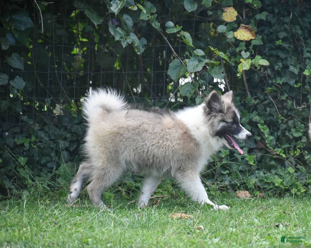 Nenets Herding Laika dogs for sale: Rowan - Ad 6