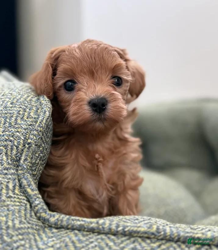 Maltipoo dogs Nicky - Ad 30