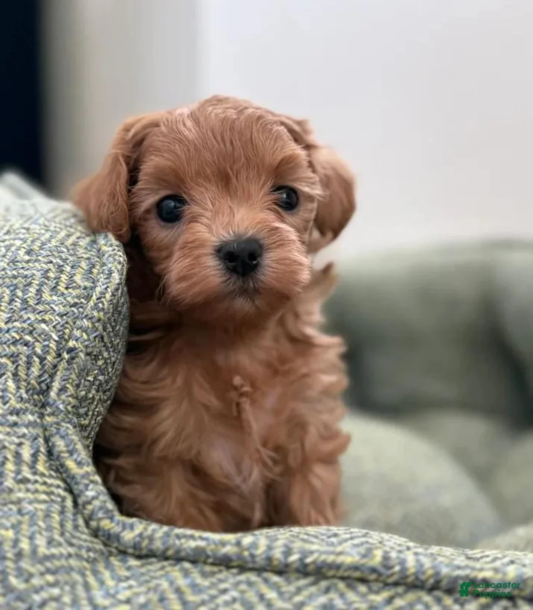 Maltipoo dogs for sale: Nicky - Ad 1