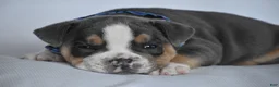 Beabull dogs for sale: Captain - Ad 6