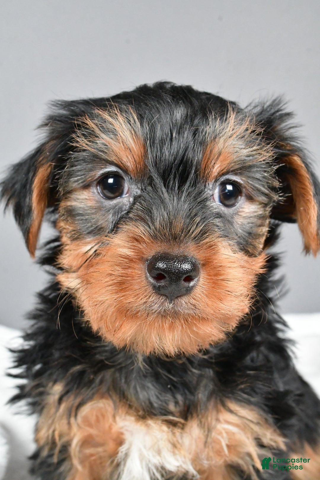 Yorkshire Terrier dogs for sale: Marcey - Ad 8