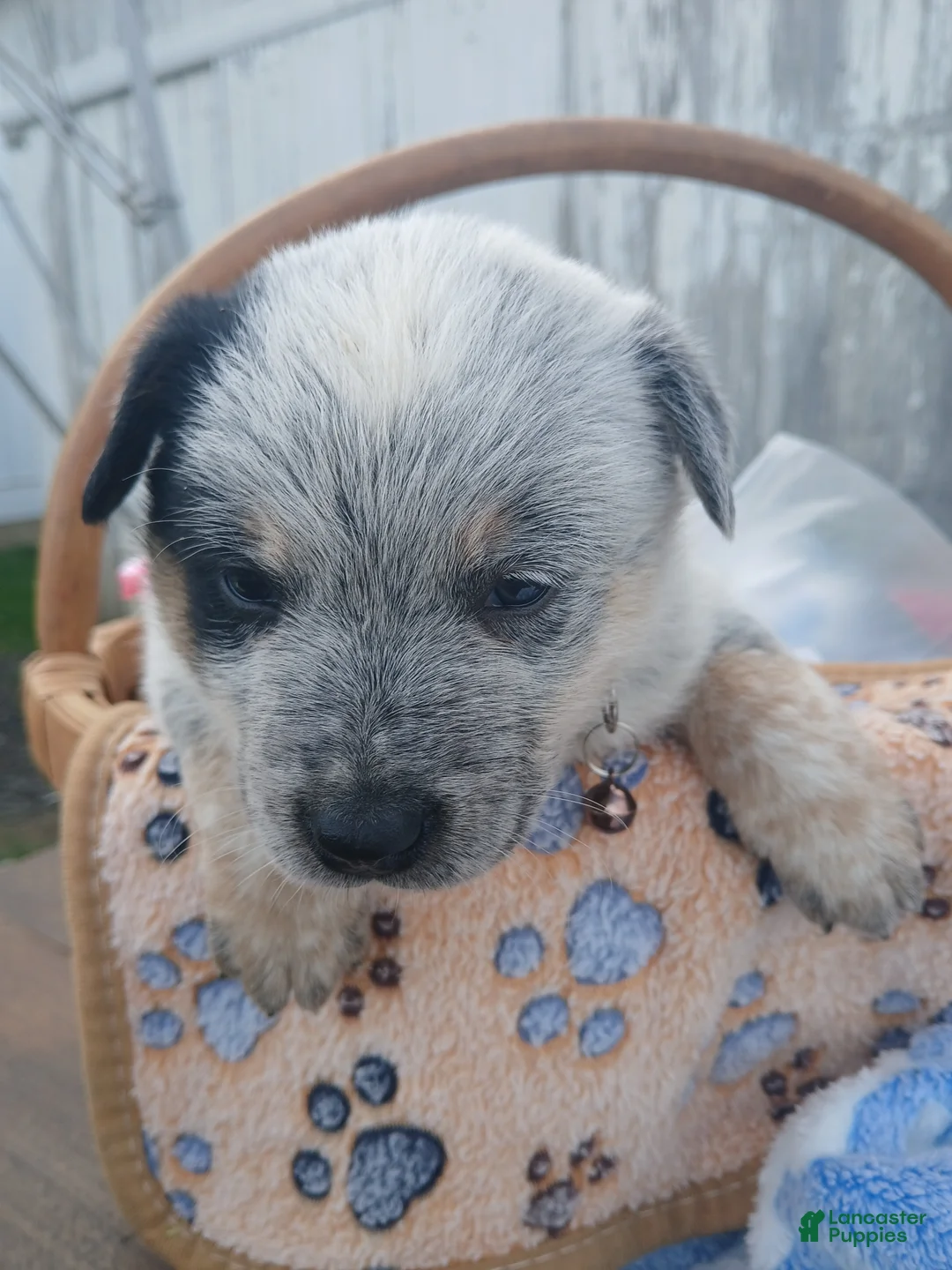 Australian Cattle Dog dogs for sale: Australian Cattle Dog Puppy 2 Cooper - Ad 1