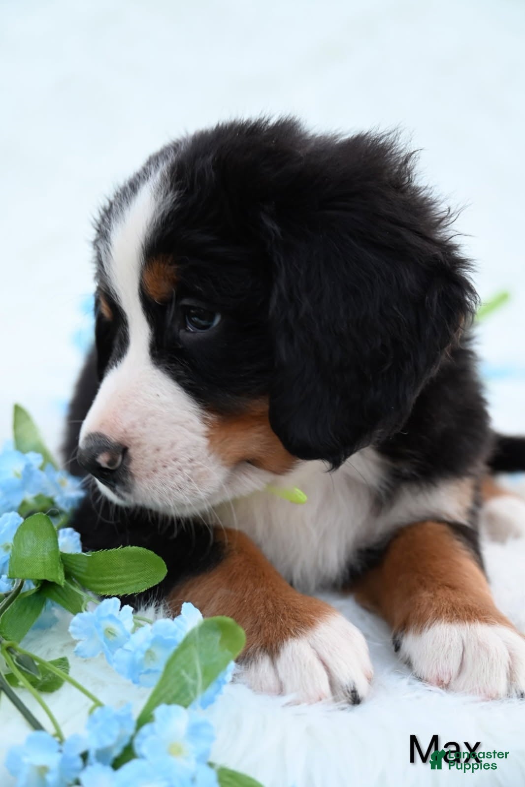 Bernese Mountain Dog dogs Max - Ad 2