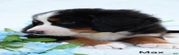 Bernese Mountain Dog dogs for sale: Max - Ad 2