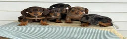 Miniature Dachshund dogs for sale: Jubilee - Ad 23