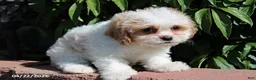 Cavachon dogs for sale: Jenny - Ad 2