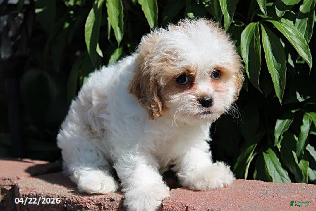 Cavachon dogs for sale: Jenny - Ad 2