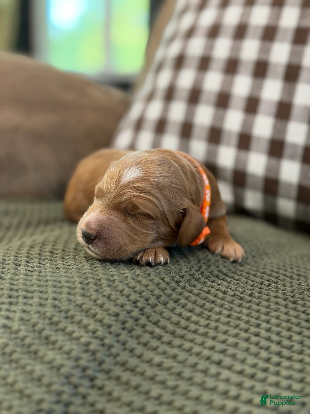 Goldendoodle dogs for sale: Riley  - Ad 2