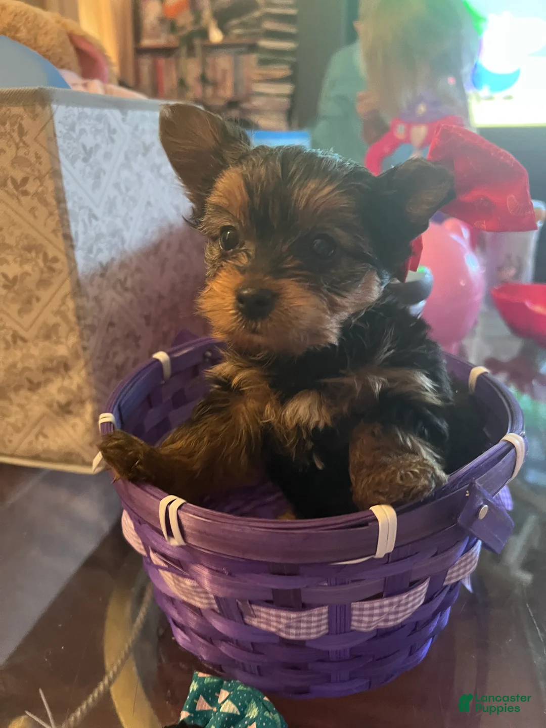 Yorkshire Terrier dogs for sale: Yorkshire Terrier Puppy 4 - Ad 2