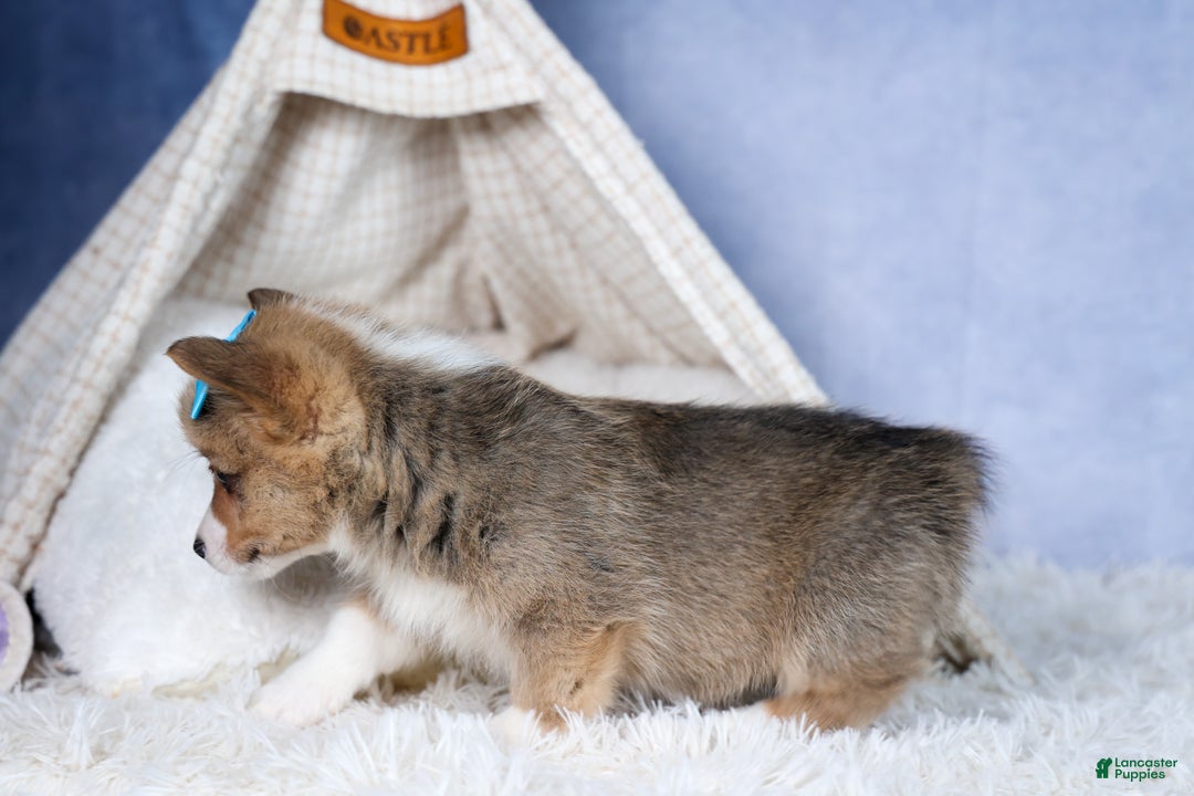 Welsh Corgi Pembroke dogs for sale: Ace - Ad 13