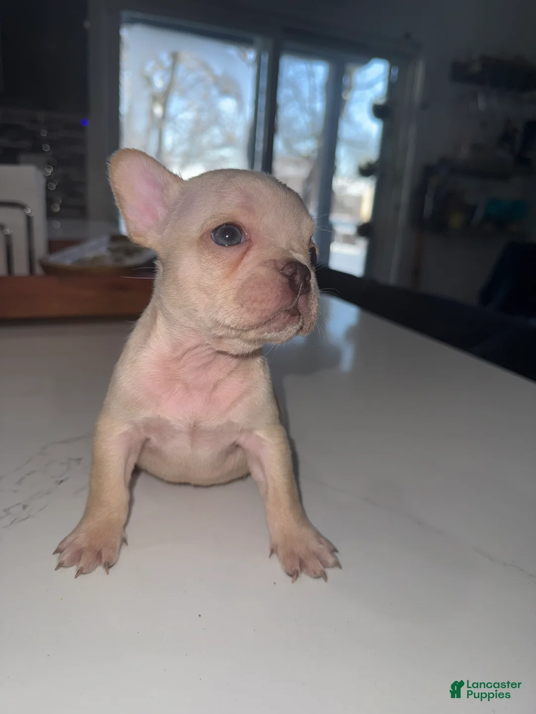 French Bulldog dogs for sale: French Bulldog Puppy 8 - Ad 2