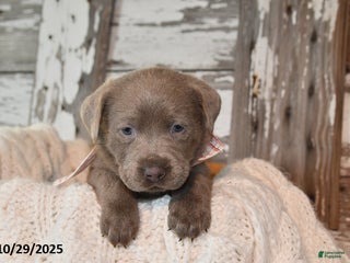 Labrador Retriever dogs - Ad 37