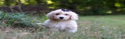 Bichpoo dogs for sale: Sarah - Ad 2
