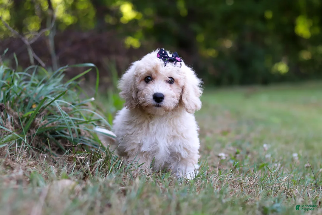 Bichpoo dogs for sale: Sarah - Ad 2