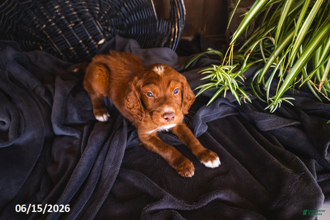 Irish Doodle dogs for sale: Rocco - Ad 1