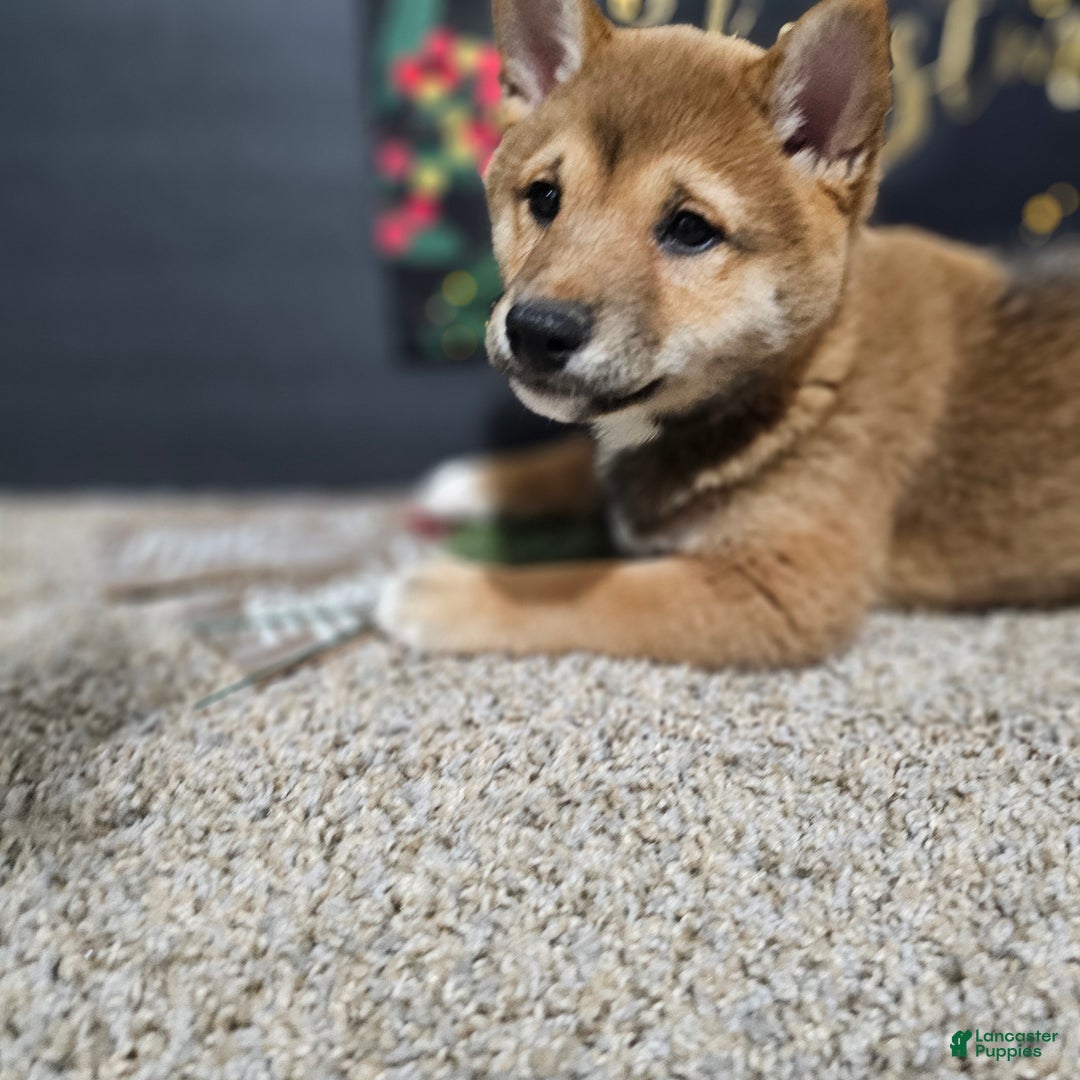 Shiba Inu dogs for sale: Koda - Ad 4