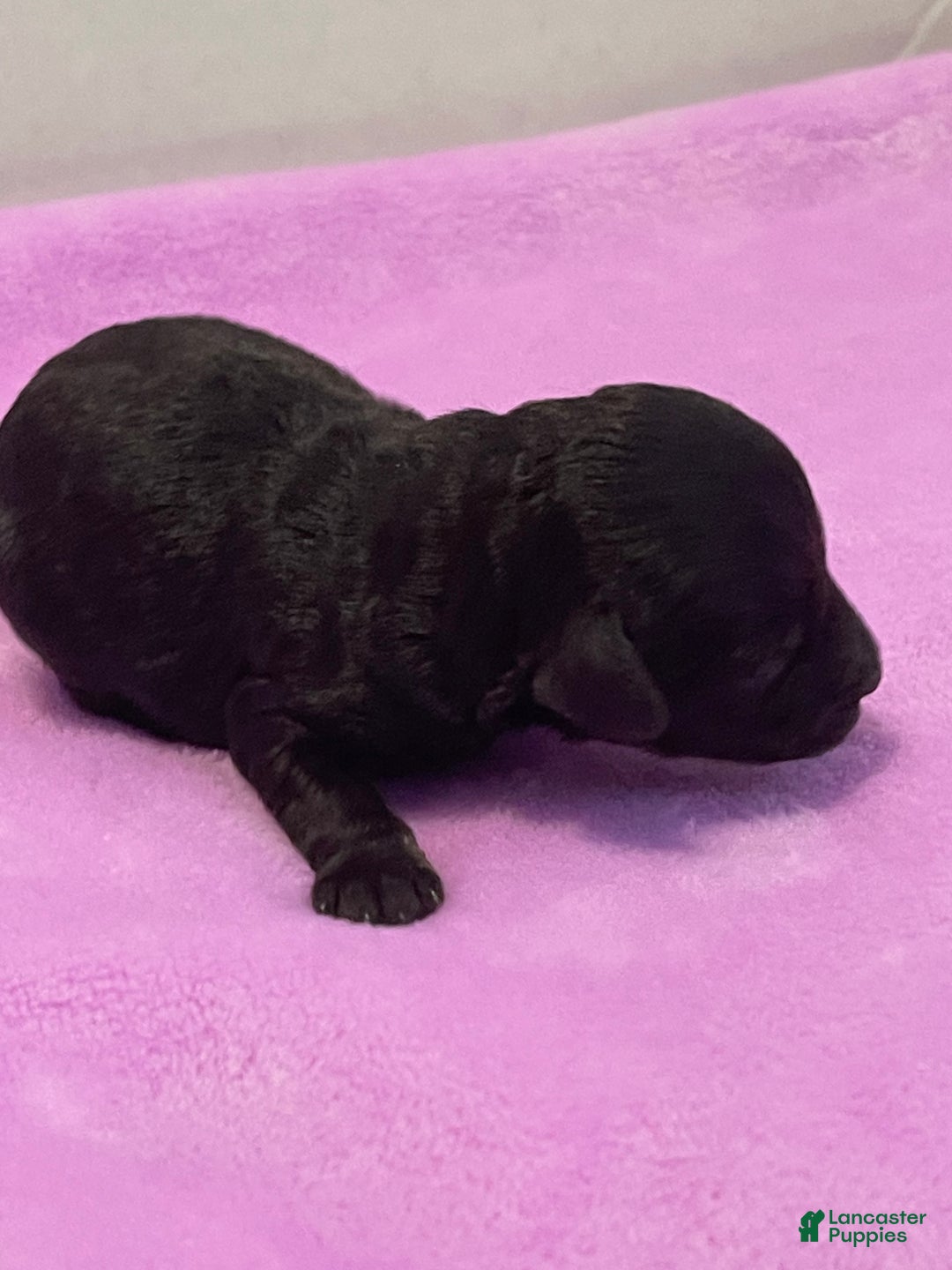 Toy Poodle dogs for sale: Toy Poodle Puppy 4 - Ad 4