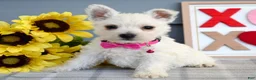 West Highland Terrier dogs for sale: Brianna - Ad 2
