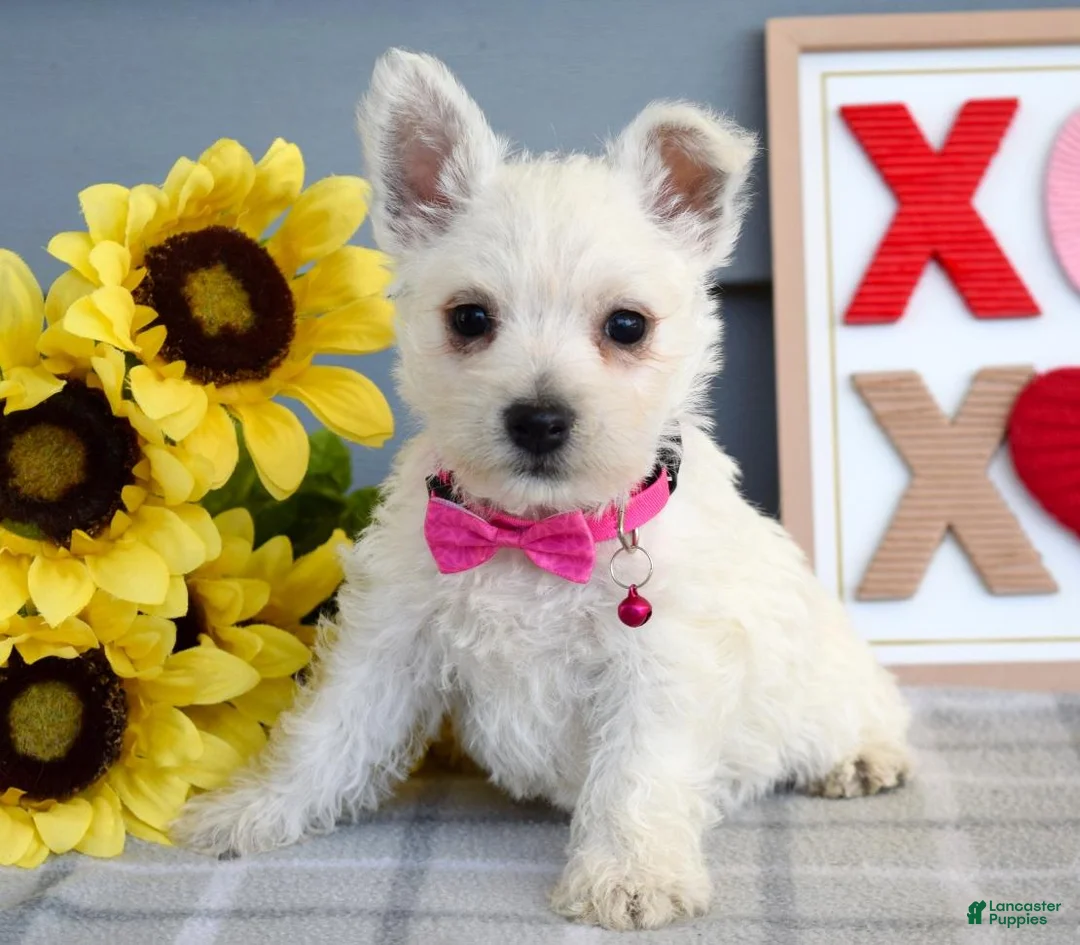 West Highland Terrier dogs for sale: Brianna - Ad 2