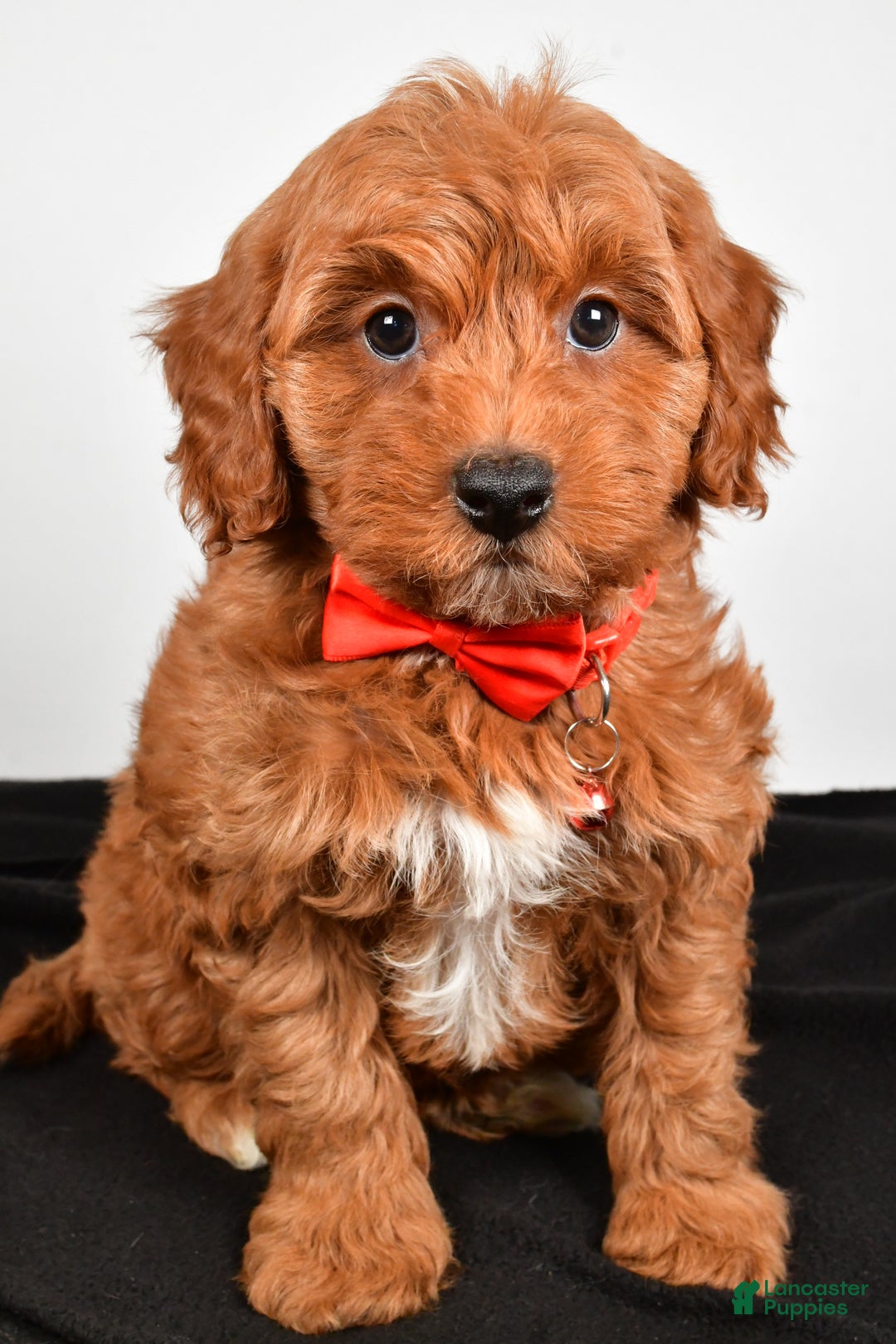Cavapoo dogs for sale: Sparky - Ad 4